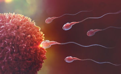 P4 Fertility